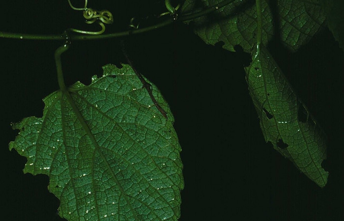 Fig 18. Casa de larva <i>Desmia ufeus</i>, en forma de enrrollado. Voucher 84-SRNP-1650-DHJ8552.jpg.