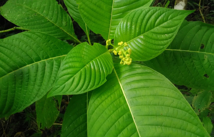 Fig 20. Arbusto <i>Psychotria berteriana</i> con flores, de dos metros de altura; familia (Rubiaceae). una de las Planta hospedera de larva <i>Desmia</i> Solis19, (Crambidae) creciendo en Senderos Pila. Foto, Cirilo Umaña, 17/05/2021.
