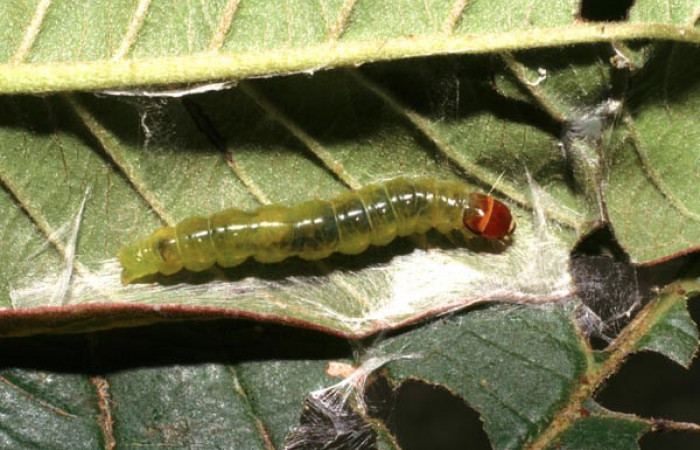 Figura 15. Larva <i>Amorbia decerptana</i> (Tortricidae), último estadío (U) vista dorsal, localidad Sendero Huerta, Sector San Cristóbal ACG (527m). Voucher: 05-SRNP-4733-DHJ403096.jpg.