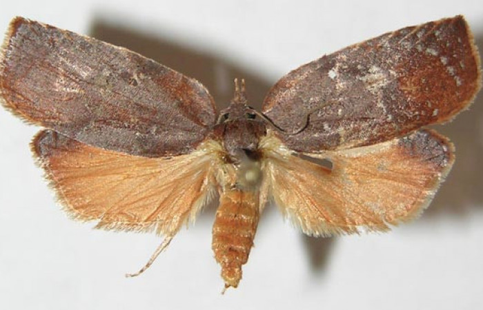 Figura 26. Adulto de <i>Amorbia revolutana</i> (Tortricidae), vista dorsal, localidad Camino Río Francia, Sector Rincón Rain Forest ACG (410m). Voucher: 09-SRNP-40684-DHJ508382.jpg.