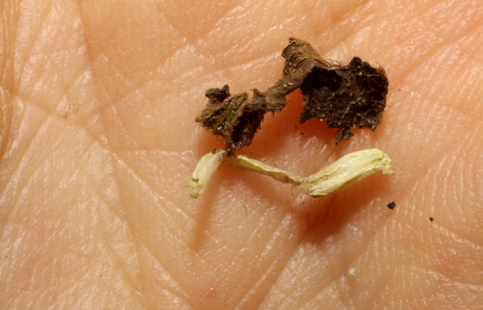 Figura 11. Capullo de parásito <i>Hormius anniapicadoae</i> (Braconidae) que ataca <i>Amorbia productana</i> (Tortricidae), localidad Sendero Huerta, Sector San Cristóbal ACG (527m). Voucher: 09-SRNP-4249-DHJ474921.jpg.