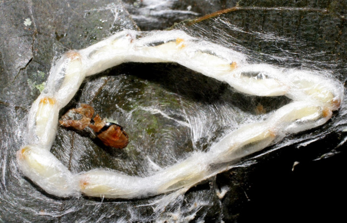 Figura 12. Capullos de parásitos <i>Chelonus nataliaivanovae</i> (Braconidae) que ataca <i>Amorbia productana</i> (Tortricidae), localidad Conguera, Sector Rincón Rain Forest ACG (420m). Voucher: 09-SRNP-44104-DHJ459693.jpg.