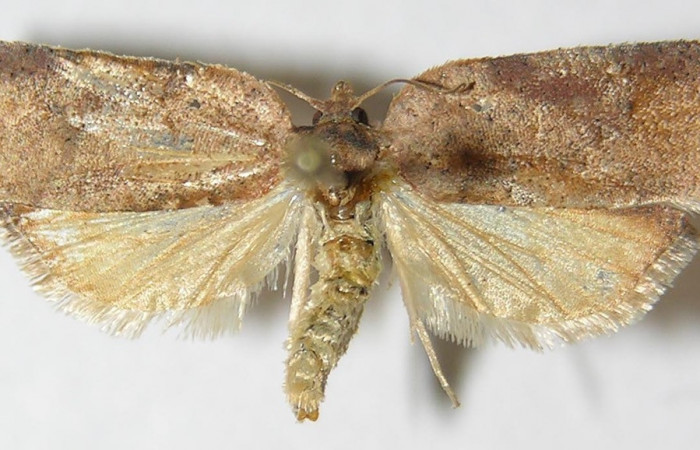 Figura 22. Adulto de <i>Amorbia concavana</i> (Tortricidae), vista dorsal, localidad Quebrada Tibio Perla, Sector Mundo Nuevo ACG (330m). Voucher: 10-SRNP-55555-DHJ528300.jpg.