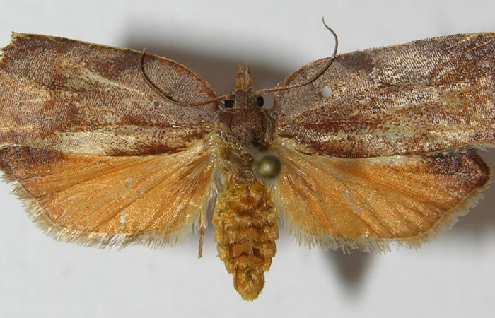 Figura 1. Adulto de <i>Amorbia productana</i> (Tortricidae), vista dorsal, localidad Calma Estación Biológica Quica, Sector Pitilla ACG (412m). Voucher: 11-SRNP-72191-DHJ558640.jpg.