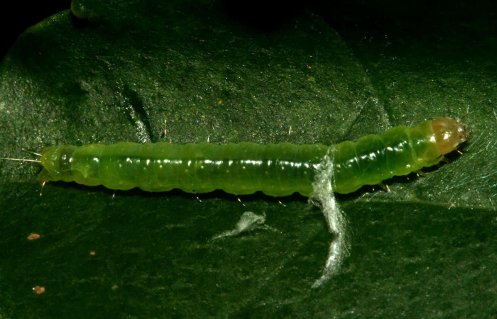 Figura 23. Larva <i>Amorbia emigratella</i> (Tortricidae), último estadío (U) vista dorsal, localidad Quebrada García, Sector San Cristóbal ACG (495m). Voucher: 12-SRNP-714-DHJ487093.jpg.