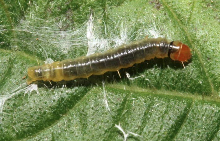 Figura 3. Larva <i>Amorbia productana</i> (Tortricidae), penúltimo estadío (PU) vista dorsal, localidad Sendero Venado, Sector Rincón Rain Forest ACG (420m). Voucher: 12-SRNP-85713-DHJ707468.jpg.
