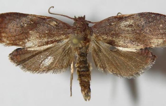 Figura 7. Adulto de <i>Amorbia productana</i> (Tortricidae), macho vista dorsal, localidad Finca San Gabriel, Sector San Cristóbal ACG (645m). Voucher: 13-SRNP-1573-DHJ573372.jpg.