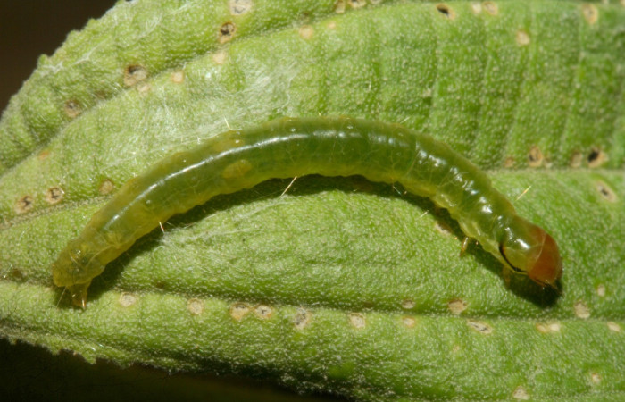 Figura 25. Larva <i>Amorbia revolutana</i> (Tortricidae), último estadío (U) vista dorsal, localidad Finca San Gabriel, Sector San Cristóbal ACG (645m). Voucher: 13-SRNP-1811-DHJ487316.jpg.