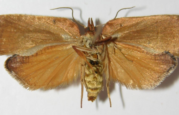 Figura 10. Adulto de <i>Amorbia productana</i> (Tortricidae), hembra vista ventral, localidad Sendero Juntas, Sector Rincón Rain Forest ACG (400m). Voucher: 13-SRNP-43341-DHJ573385.jpg.