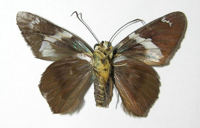 Figura 12. Adulto <i>Astraptes</i> Janzen44 (Hesperiidae), (hembra) vista ventral, localidad Camino Rio Francia, Sector Rincon Rain Fores tACG  (410m). Voucher: 03-SRNP-11423-DHJ341151.jpg.