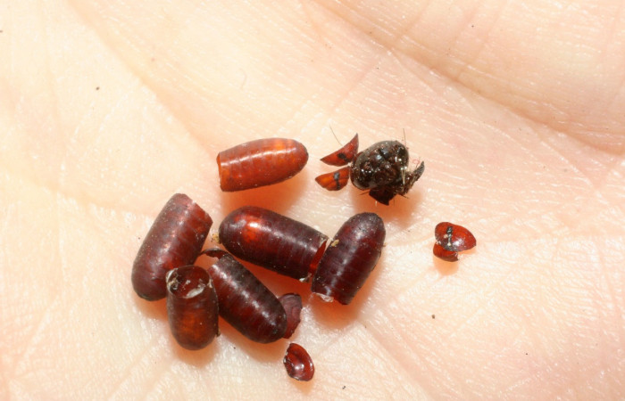 Figura 13.Resto  de pupario de Lespesia aletiae (Tachinidae) que ataca <i>Carathis septentrionalis</i> (Erebidae), vista dorsal, localidad Vado Miramonte, Sector Mundo Nuevo ACG (305m). Voucher: 07-SRNP-58710-DHJ453017.jpg.