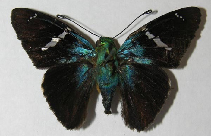 Figura 1. Adulto <i>Astraptes</i> Janzen44 (Hesperiidae), (hembra) vista dorsal, localidad Palomo Sector Rincon Rain Forest (ACG) (620m). Voucher: 12-SRNP-68059-DHJ564764.jpg.