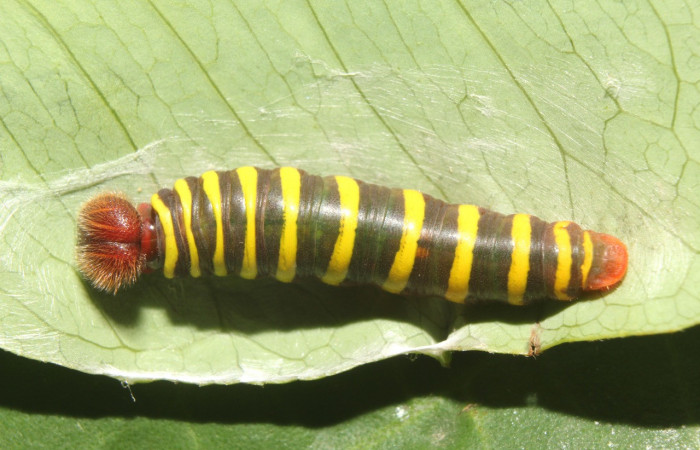 Figura 3. Larva <i>Astraptes</i> Janzen44 (Hesperiidae), en tercer estadío (PPU), vista dorsal, localidad Sendero Manguera Sector Pitilla (ACG) (470m). Voucher: 17-SRNP-70832-DHJ737263.jpg