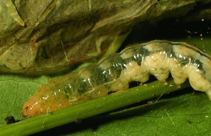 Fig. 10. Vista entera lateral de <i>Diaphania glauculalis</i>, (Crambidae). Voucher: 00-SRNP-15460-DHJ55763.jpg