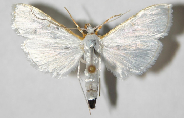 Fig. 30. Vista dorsal de <i>Diaphania</i> Dapkey03 (Crambidae). Voucher: 01-SRNP-10124-DHJ346058.jpg