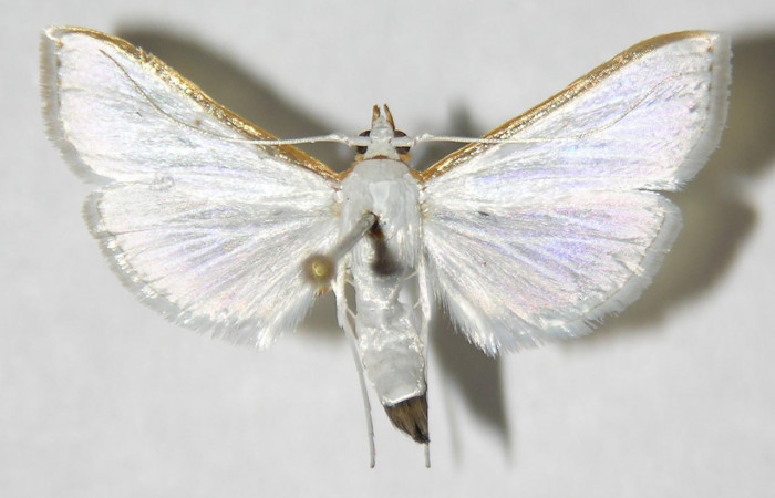 Fig. 31. Vista dorsal de <i>Diaphania</i> Dapkey07 (Crambidae). Voucher: 01-SRNP-14919-DHJ346046.jpg