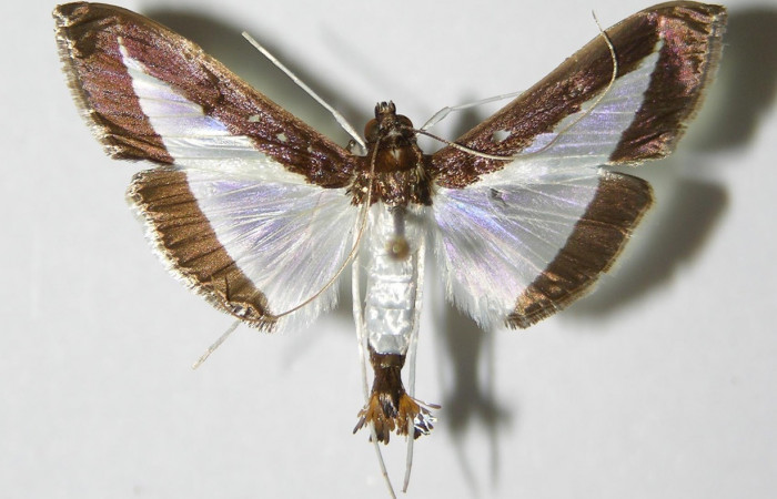 Fig. 25. Vista dorsal de <i>Diaphania</i> hyalinataDHJ02 (Crambidae). Voucher: 01- SRNP-24029-DHJ336258.jpg