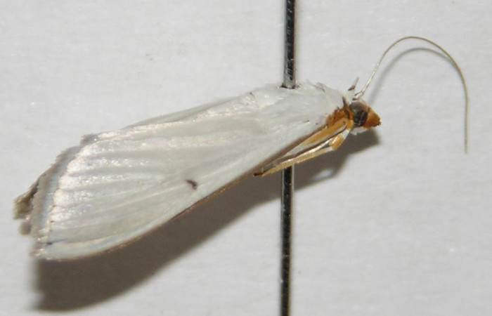 Fig. 36. Vista lateral de <i>Diaphania</i> Janzen04 (Crambidae). Voucher: 05-SRNP-22521-DHJ346055.jpg.        