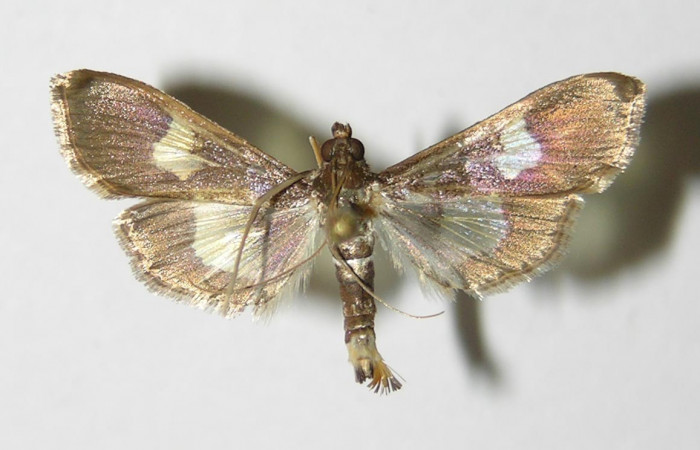 Fig. 35. Vista dorsal de <i>Diaphania</i> ochrivitralisDHJ02 (Crambidae). Voucher: 05-SRNP-30561-DHJ335962.jpg