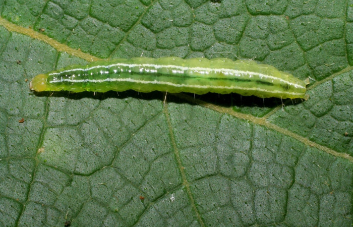 Fig. 4. Vista dorsal de larva de <i>Diaphania</i> hyalinataDHJ04 (Crambidae). Voucher: 07-SRNP-30005-DHJ419617.jpg.     