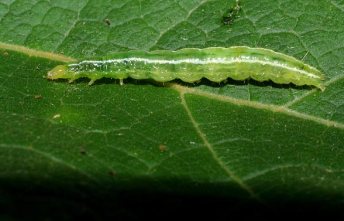 Fig. 5. Vista lateral de larva de <i>Diaphania</i> hyalinataDHJ04 (Crambidae).Voucher: 07-SRNP-30005-DHJ419618.jpg.     
