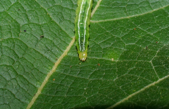 Fig. 7. Vista dorsal de cabeza y tórax de <i>Diaphania</i> hyalinataDHJ04 (Crambidae). Voucher: 07-SRNP-30005-DHJ419620.jpg.     