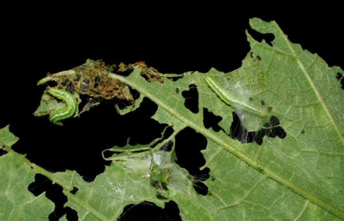 Fig. 11. Vista de las larvas haciedo su refugio de <i>Diaphania</i> hyalinataDHJ04, (Crambidae). Voucher: 07-SRNP-30005-DHJ419621.jpg