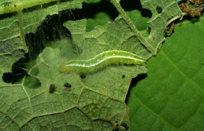 Fig. 12. Vista dorsal de la larva en su refugio de <i>Diaphania</i> hyalinataDHJ04, (Crambidae). Voucher: 07-SRNP-30005-DHJ419628.jpg     