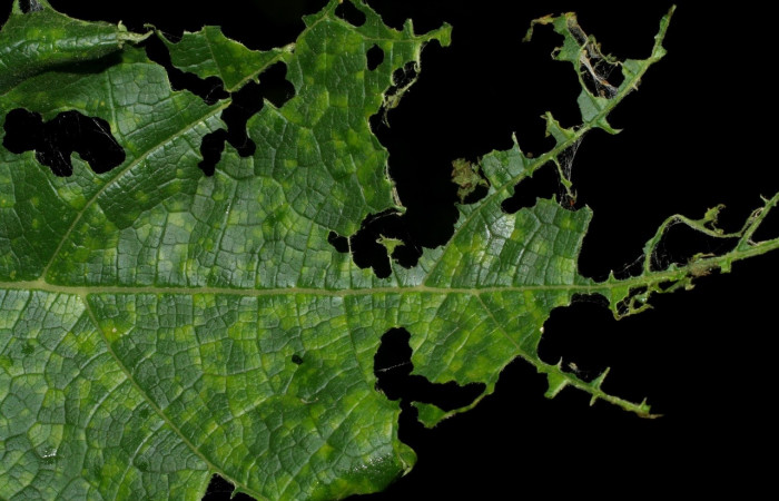 Fig. 14. Vista de la forma en que alimenta <i>Diaphania</i> hyalinataDHJ04, (Crambidae). Voucher: 07-SRNP-30005-DHJ419629.jpg.