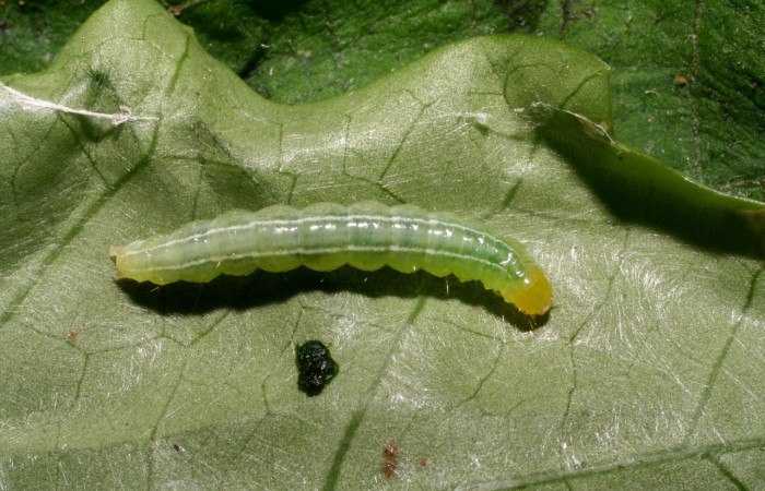 Fig. 6. Vista dorsal de larva de <i>Diaphania</i> hyalinataDHJ01 (Crambidae). Voucher: 07-SRNP-45698-DHJ428278.jpg     
