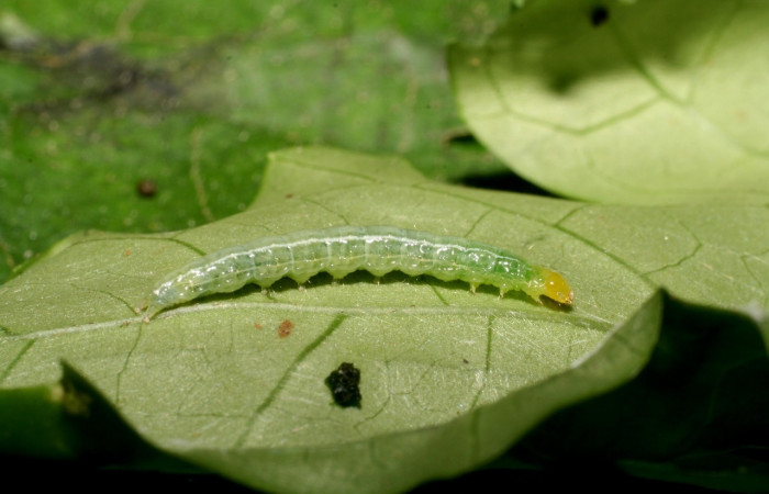Fig. 3. Vista lateral de larva de <i>Diaphania</i> hyalinataDHJ01 (Crambidae).Voucher: 07-SRNP-45698-DHJ428280.     