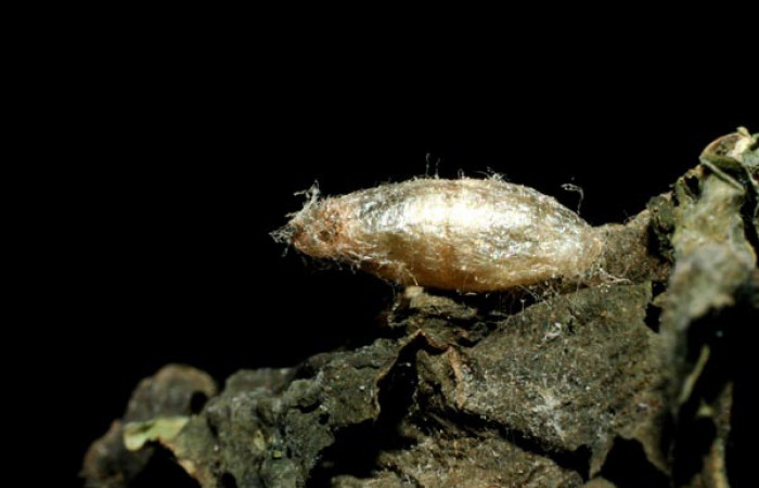 Fig. 17. Vista de un capullo de Braconidae en <i>Diaphania</i> hyalinataDHJ01 (Crambidae).Voucher: 07-SRNP-45698-DHJ461858.     