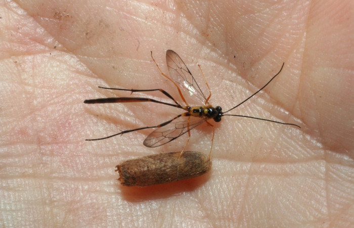 Fig. 18. Vista de un capullo de Ichneumonidae <i>Eiphosoma</i> Gauld02DHJ01 ya eclosionado de <i>Diaphania hyalinata</i>, (Crambidae). Voucher: 09-SRNP-2215-DHJ463806.jpg     