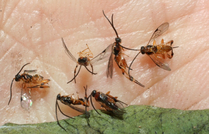 Fig. 23. Vista de avispas eclosionadas <i>Hypomicrogaster areolaris</i>, Braconidae, parásitas de <i>Diaphania</i> Dapkey01,(Crambidae).Voucher: 09- SRNP-2711-DHJ463290.jpg     