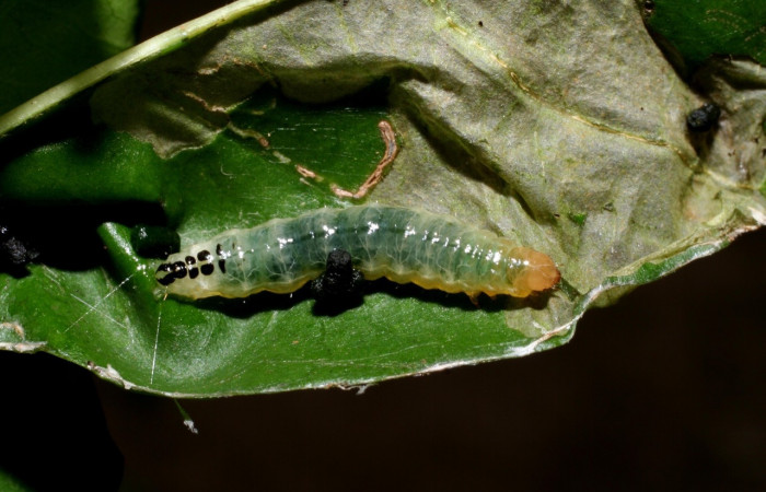 Fig. 8. Vista dorsal de <i>Diaphania</i> Janzen04 (Crambidae). Voucher: 09-SRNP-55877-DHJ459973.jpg