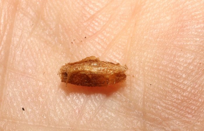 Fig. 19. Vista de un capullo de Braconidae ya eclosionado de <i>Diaphania</i> hyalinataDHJ02 (Crambidae). Voucher: 10-SRNP-21194-DHJ496291.jpg     