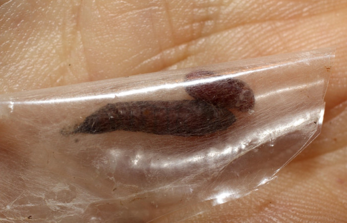 Fig. 20. Vista de un pupario de Tachinidae que salió de una pupa de <i>Diaphania hyalinata</i> (Crambidae). Voucher: 10-SRNP-35459-DHJ802214.jpg