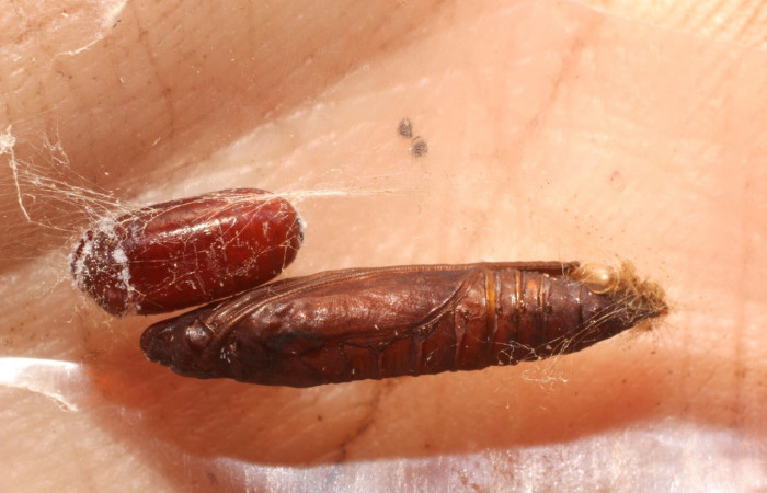 Fig. 21. Vista de un pupario de Tachinidae salido de una pupa de <i>Diaphania hyalinata</i>, (Crambidae).Voucher: 10-SRNP-35460-DHJ800114.jpg