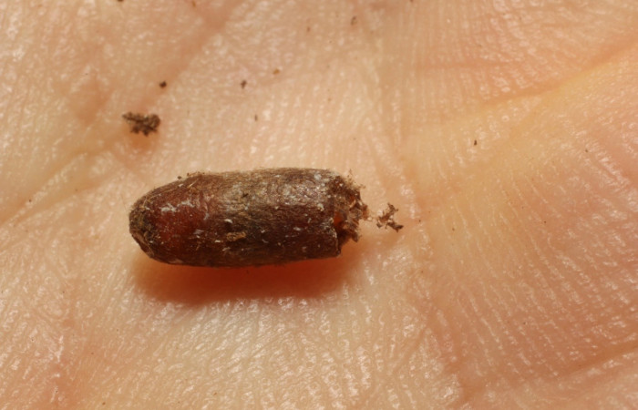 Fig. 22. Vista de un capullo de Ichneumonidae, parásito <i>Casinaria</i> CAS-DBW02, en <i>Diaphania</i> hyalinataDHJ04 (Crambidae).Voucher: 11-SRNP-67129- DHJ804058.jpg     