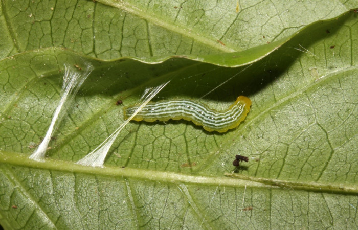 Fig. 13. Vista dorsal de la larva en su refugio, otra manera de ellas es unir con seda la orilla de las hojas de <i>Diaphania</i> hyalinataDHJ04, (Crambidae). Voucher: 13-SRNP-31460-DHJ701781.jpg.
