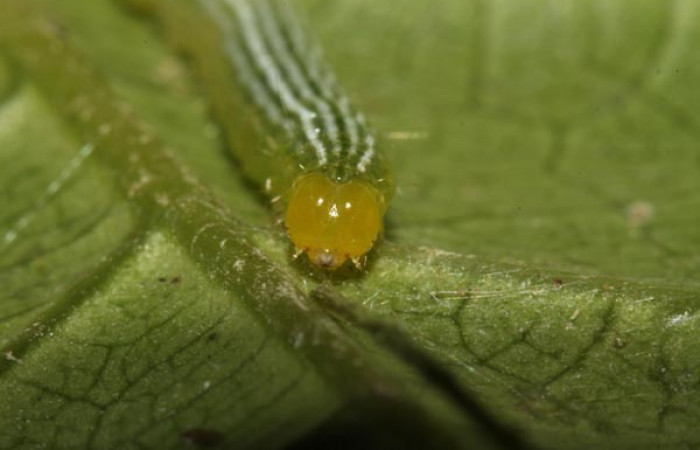 Fig. 2. Vista de la cabeza de larva de <i>Diaphania</i> hyalinataDHJ03 (Crambidae). Voucher: 13-SRNP-31460- DHJ701788.jpg