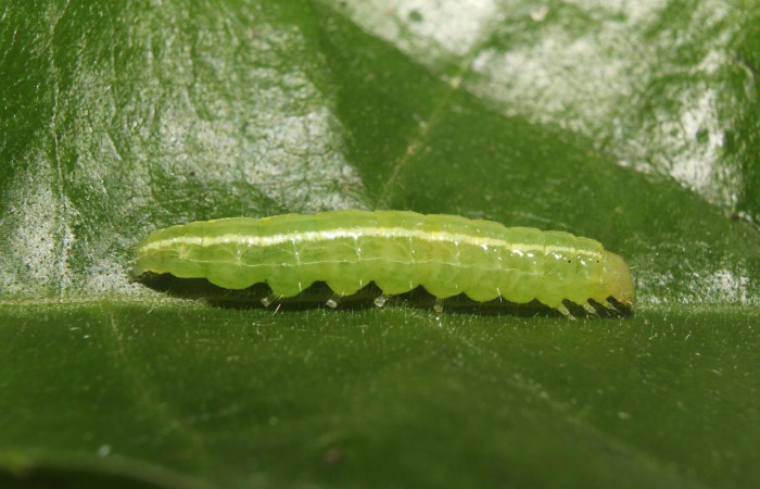 Fig. 9. Vista lateral de <i>Diaphania</i> ochrivitralisDHJ04, (Crambidae). Voucher: 17-SRNP-72949-DHJ741252.jpg        