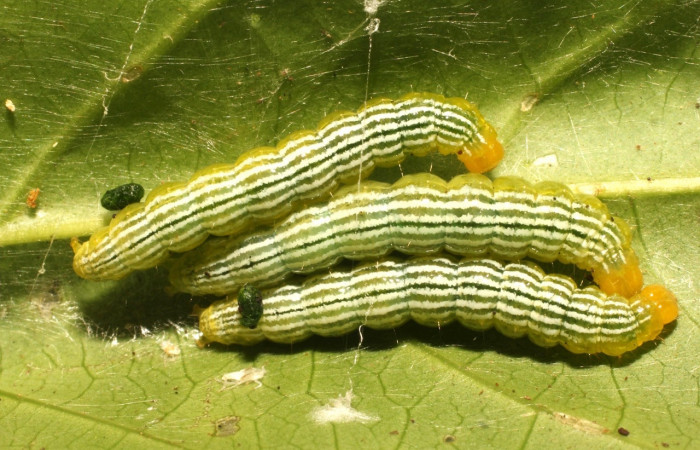 Fig. 1. Vista dorsal de larvas de <i>Diaphania hyalinata</i> (Crambidae). Voucher: 19-SRNP-35271-DHJ769731.jpg     
