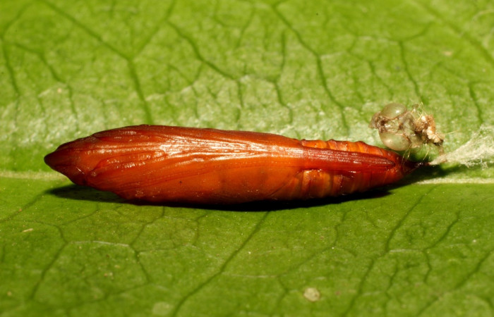 Fig. 15. Vista dorsal de la pupa de <i>Diaphania hyalinata</i>, (Crambidae). Voucher: 19-SRNP-35271-DHJ769777.jpg   
