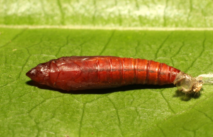 Fig. 16. Vista ventral de la pupa de <i>Diaphania hyalinata</i>, (Crambidae). Voucher: 19-SRNP-35271-DHJ769778.jpg.     