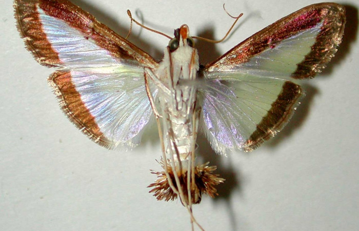 Fig. 32. Vista ventral de <i>Diaphania plumbidorsalis</i> (Crambidae). Voucher: 82-SRNP-454-DHJ33571.jpg