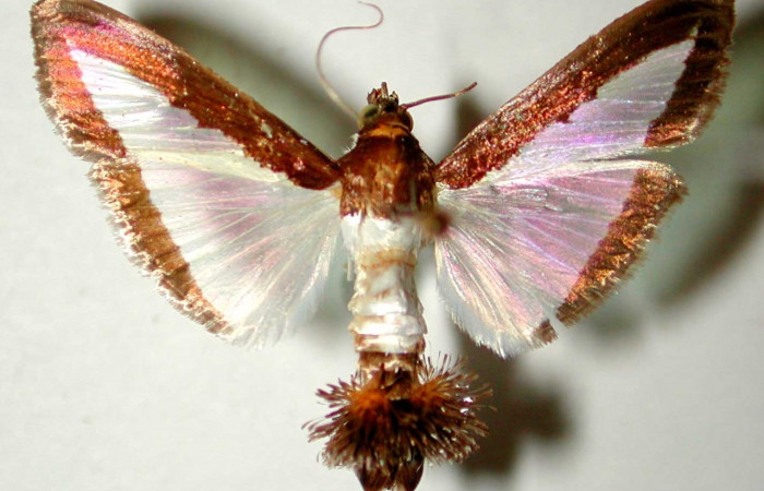 Fig. 28. Vista dorsal de <i>Diaphania</i> hyalinataDHJ04 (Crambidae). Voucher: 83-SRNP-806.1-DHJ33578.jpg