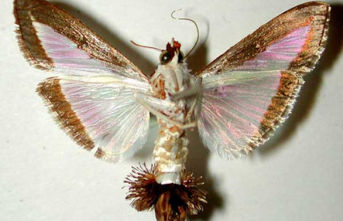 Fig. 29. Vista ventral de <i>Diaphania</i> hyalinataDHJ04 (Crambidae). Voucher: 83-SRNP-806.1-DHJ33579.jpg