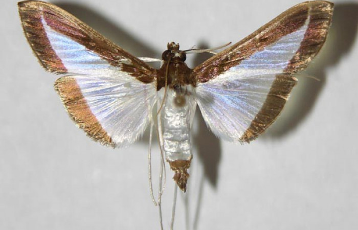 Fig. 26. Vista dorsal de <i>Diaphania</i> hyalinataDHJ03, (Crambidae). Voucher: 95- SRNP-9844-DHJ346014.jpg