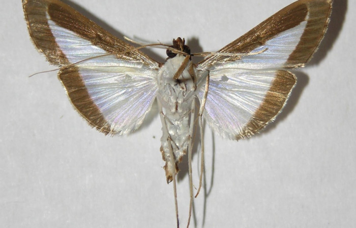 Fig. 27. Vista ventral de <i>Diaphania</i> hyalinataDHJ03 (Crambidae).Voucher: 95- SRNP-9844-DHJ346015.jpg